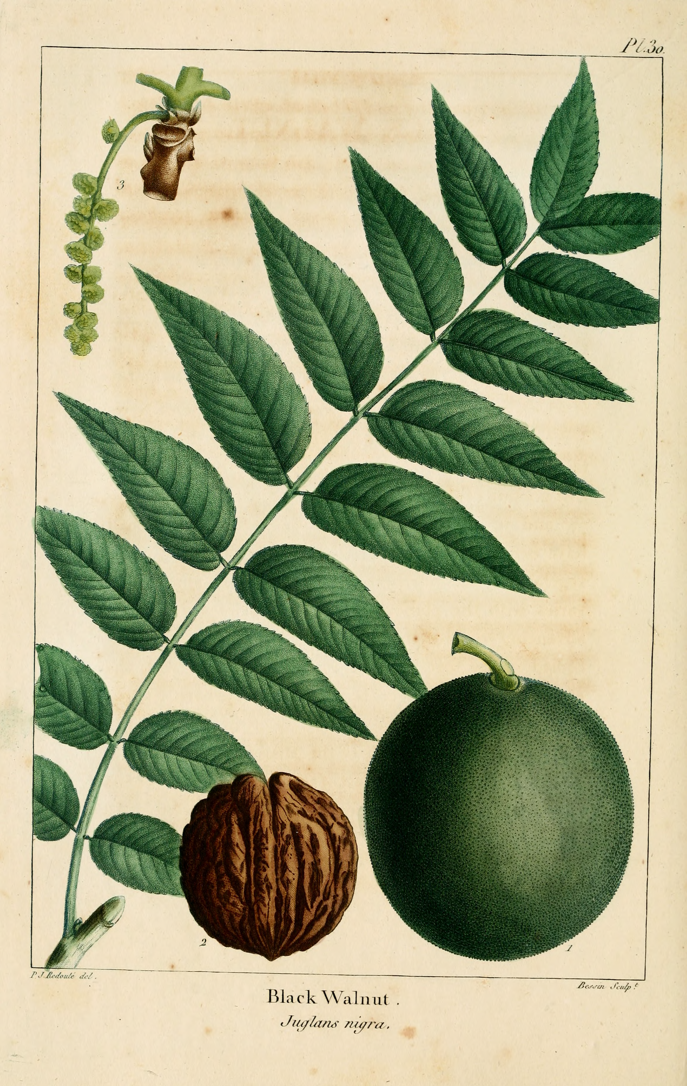 black walnut